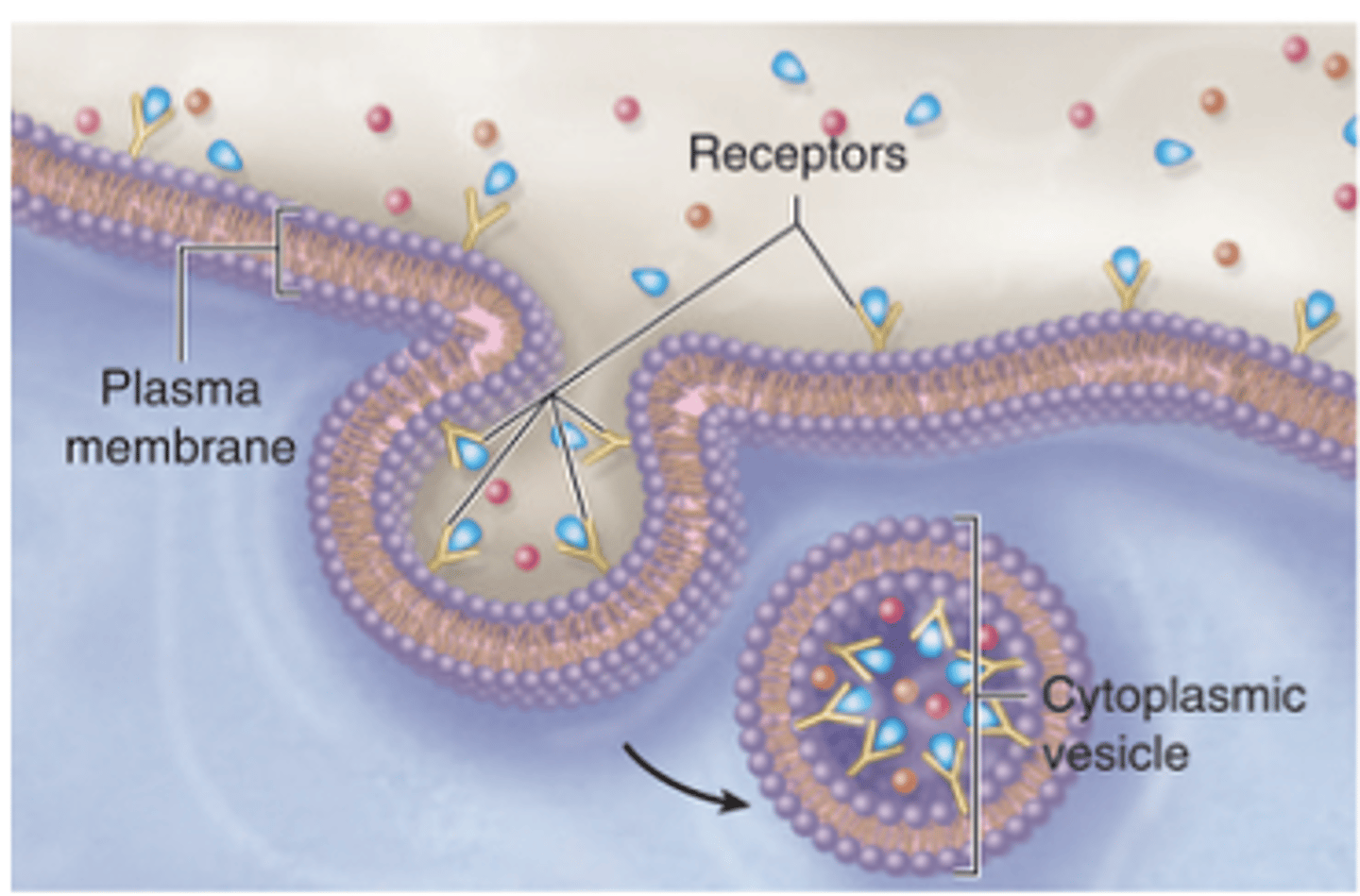<p>How are vesicles formed in receptor-mediated endocytosis?</p>