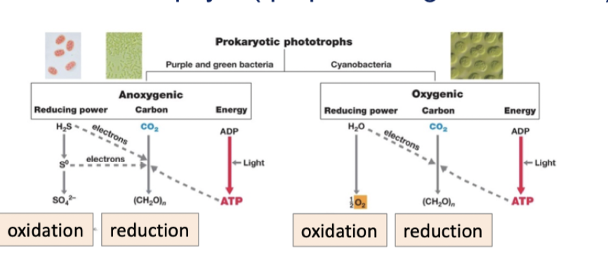 Phototrophy generates lots of compounds we need

   

Oxygenic phototrophy (cyanobacteria), H2O oxidised to , make oxygen

Anoxygenic phototrophy (purple and green bacteria),  other compound oxidised not oxygen e.g. So42- to H2S

   