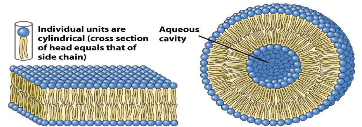 <p>Phospholipid tails (hydrophobic) are too bulky to pack tightly together in micelles, so they aggregate into bilayers, which spontaneously fold back on themselves to form these complexes.</p><p>Diameters as large as 1 micron or more.</p>