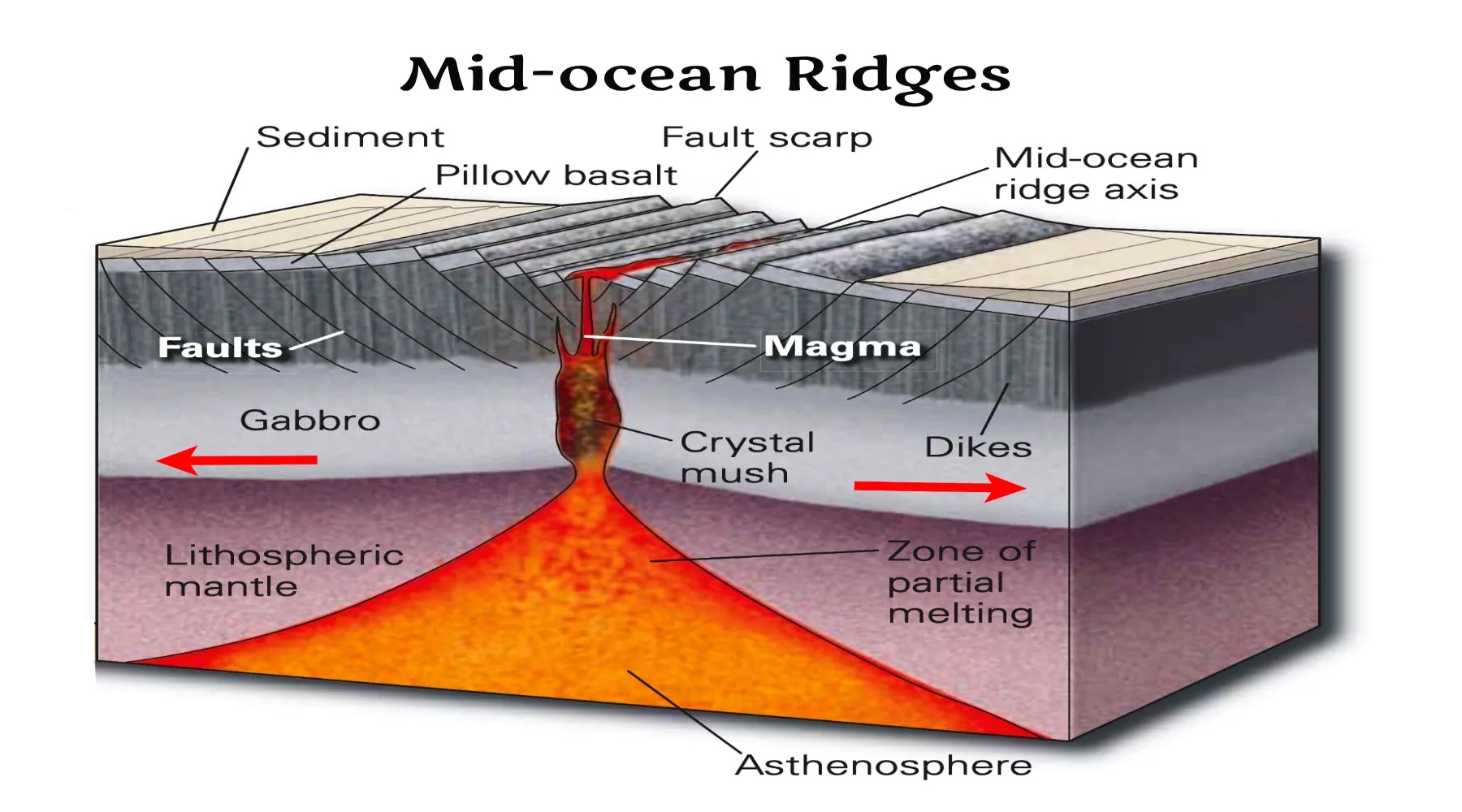 <p>mid-ocean ridge</p>