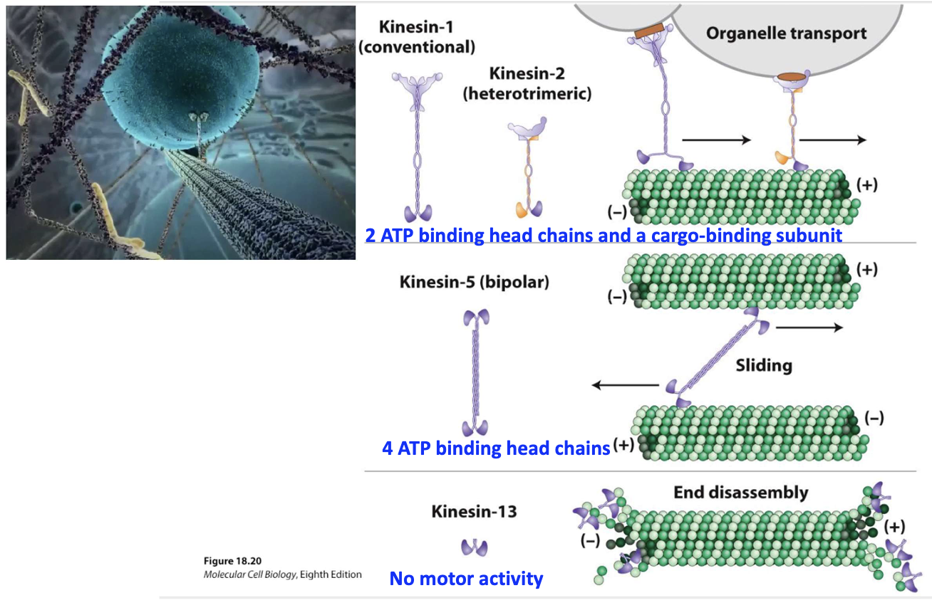 <ul><li><p><strong>Kinesin-1/2</strong>: Organelle transport (2 ATP heads + cargo tail)</p></li><li><p><strong>Kinesin-5</strong>: Bipolar, slides MTs apart (4 ATP heads)</p></li><li><p><strong>Kinesin-13</strong>: No motor activity, promotes <strong>end disassembly</strong></p><ul><li><p>Usually seen in (-) end, sometimes seen in (+) end</p></li></ul></li></ul><p></p>