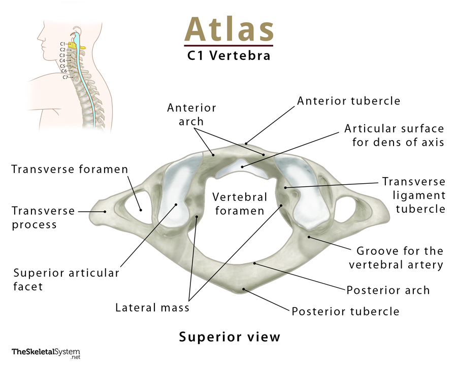 <p>Atlas - C1</p>