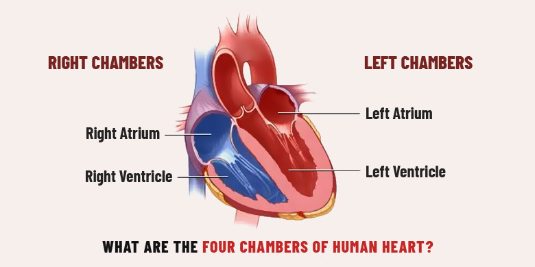 <p>What side of the heart contains all of the deoxyegntated blood?</p>