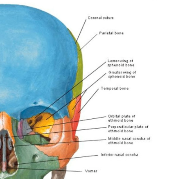 <p><strong>maxilla</strong></p>
