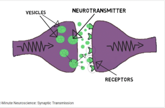 <p>-an electrical impulse travels down axon of presynaptic neuron </p><p>-when impulse reaches axon terminal it triggers vesicles to move toward presynaptic membrane</p><p>-synaptic vesicles release neurotransmitters into the synaptic cleft</p><p>-neurotransmitters diffuse across the synaptic cleft </p><p>-they bind to receptors of dendrites of the postsynaptic neuron</p><p>-this triggers a new action potential in the postsynaptic neuron</p>