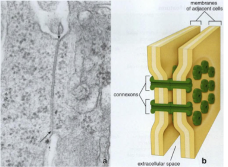 <ul><li><p><span style="font-family: "Times New Roman";"><span>Kanaler i tæt array mellem celler</span></span></p></li><li><p><span style="font-family: "Times New Roman";"><span>Består af </span><strong><span>connexons</span></strong><span> opbygget af 6 connexiner, der danner transmembrane kanaler</span></span></p></li><li><p><span style="font-family: "Times New Roman";"><span>Funkion: Elektrisk/kemisk cellekobling. Tillader udveksling/kommunikation af:</span></span></p><ul><li><p><span style="font-family: "Times New Roman";"><span>ioner</span></span></p></li><li><p><span style="font-family: "Times New Roman";"><span>regulatoriske molekyler</span></span></p></li><li><p><span style="font-family: "Times New Roman";"><span>små metabolitter</span></span></p></li></ul></li></ul><p></p>