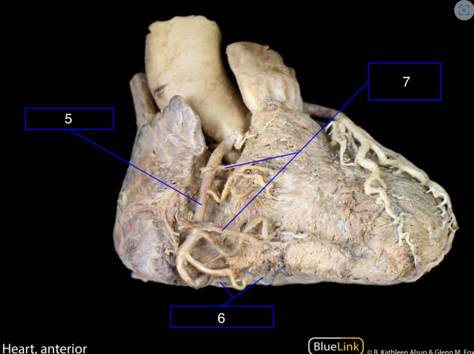 <p>What structures are shown in this video?</p>