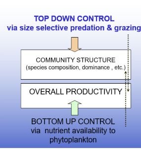 <ul><li><p class="Paragraph SCXW208796881 BCX0" style="text-align: left;"><span style="line-height: 20.925px;">Some argue system is controlled by the nutrients, not by the predators&nbsp;</span></p></li></ul><ul><li><p class="Paragraph SCXW208796881 BCX0" style="text-align: left;"><span style="line-height: 20.925px;">It can be both&nbsp;</span></p></li></ul><p></p>