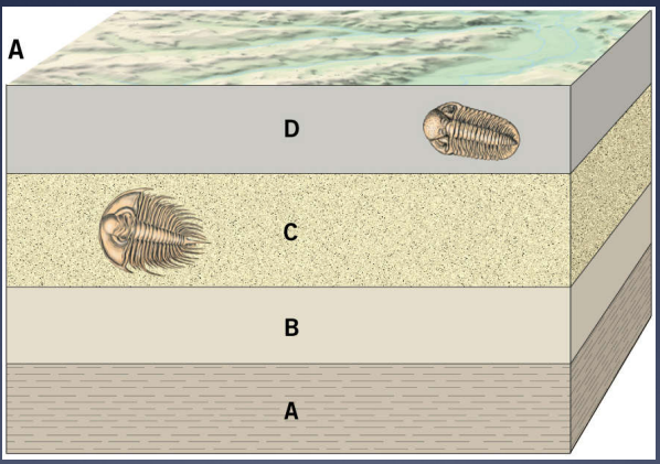 <p>beds of sediment typically deposited in horizontal layers </p>
