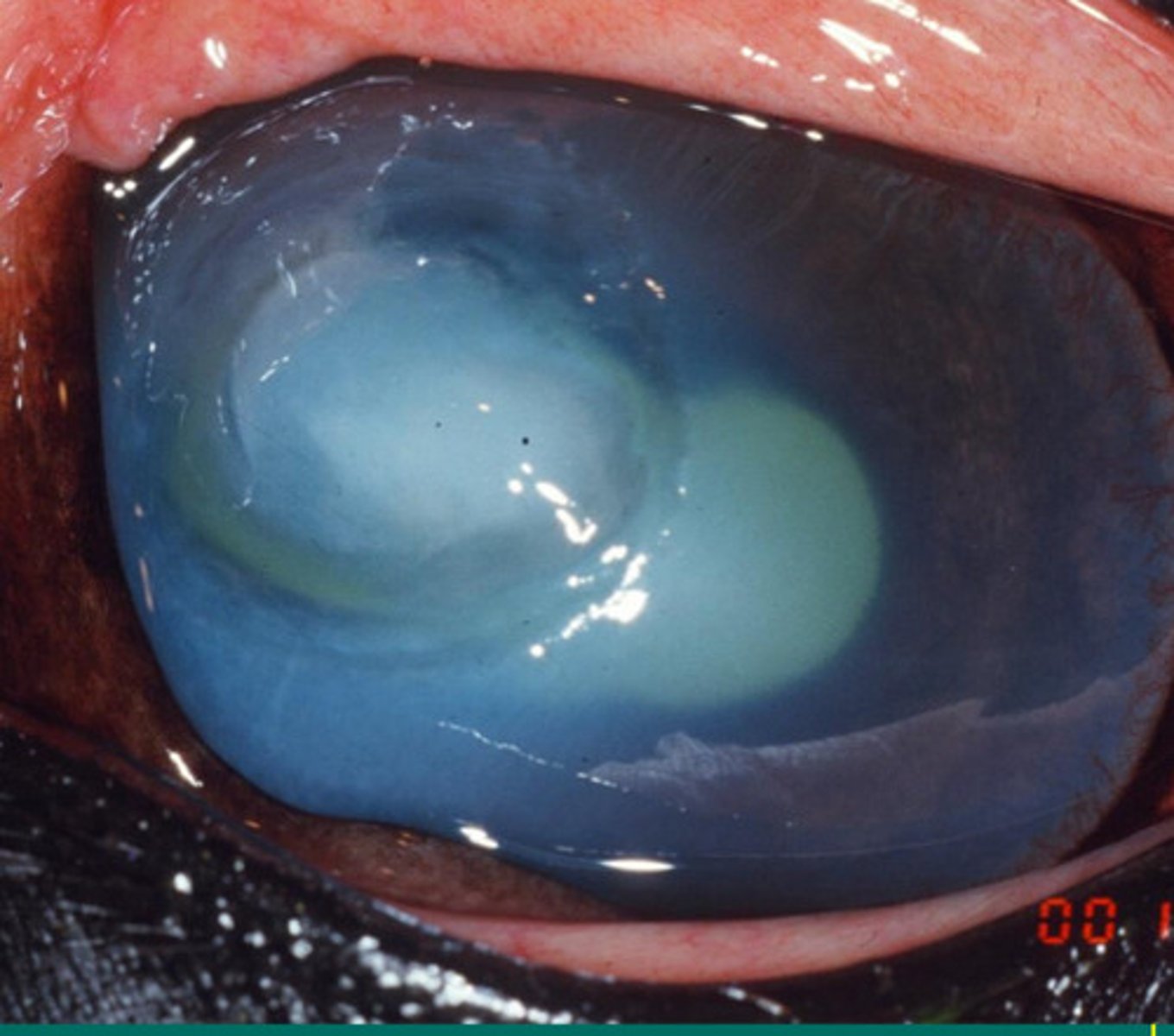 <p>What is the term for this ulcer appearance where there is thinning at the periphery and progressive, often a precursor to desmetocele?</p>