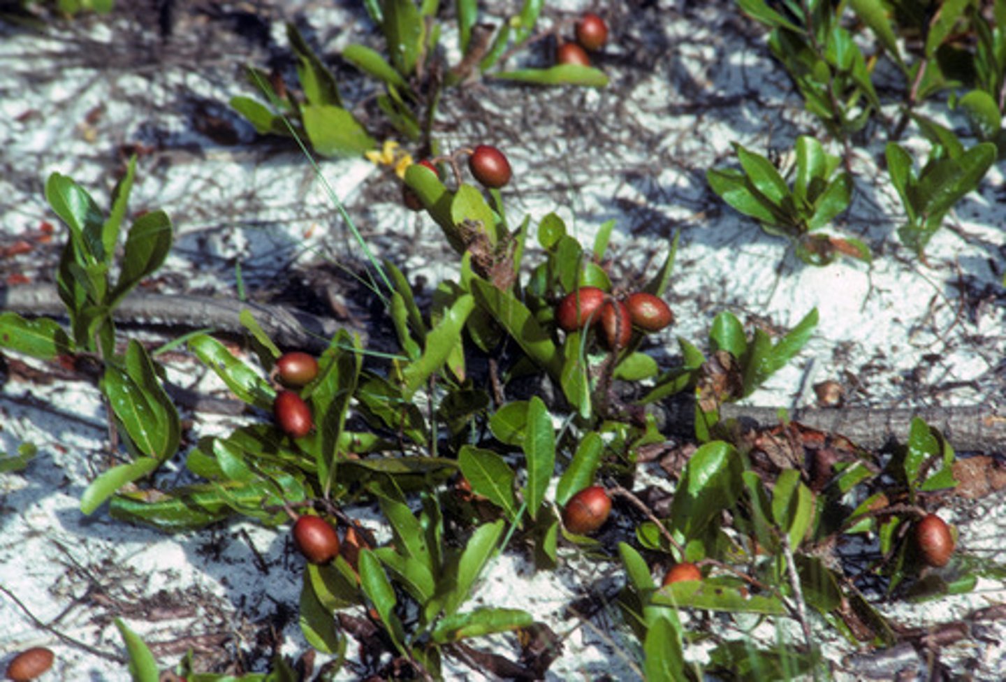 <p>-grows mainly on the ground</p><p>-reproduces by rhizomes</p><p>-lime green color</p><p>-fruit is elliptical brown drupe (green to purple brown when ripe)</p><p>-brown and yellow spots</p>