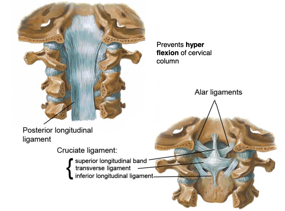 <p>superior longitudinal band<br>inferior longitudinal band<br>transverse ligament</p>