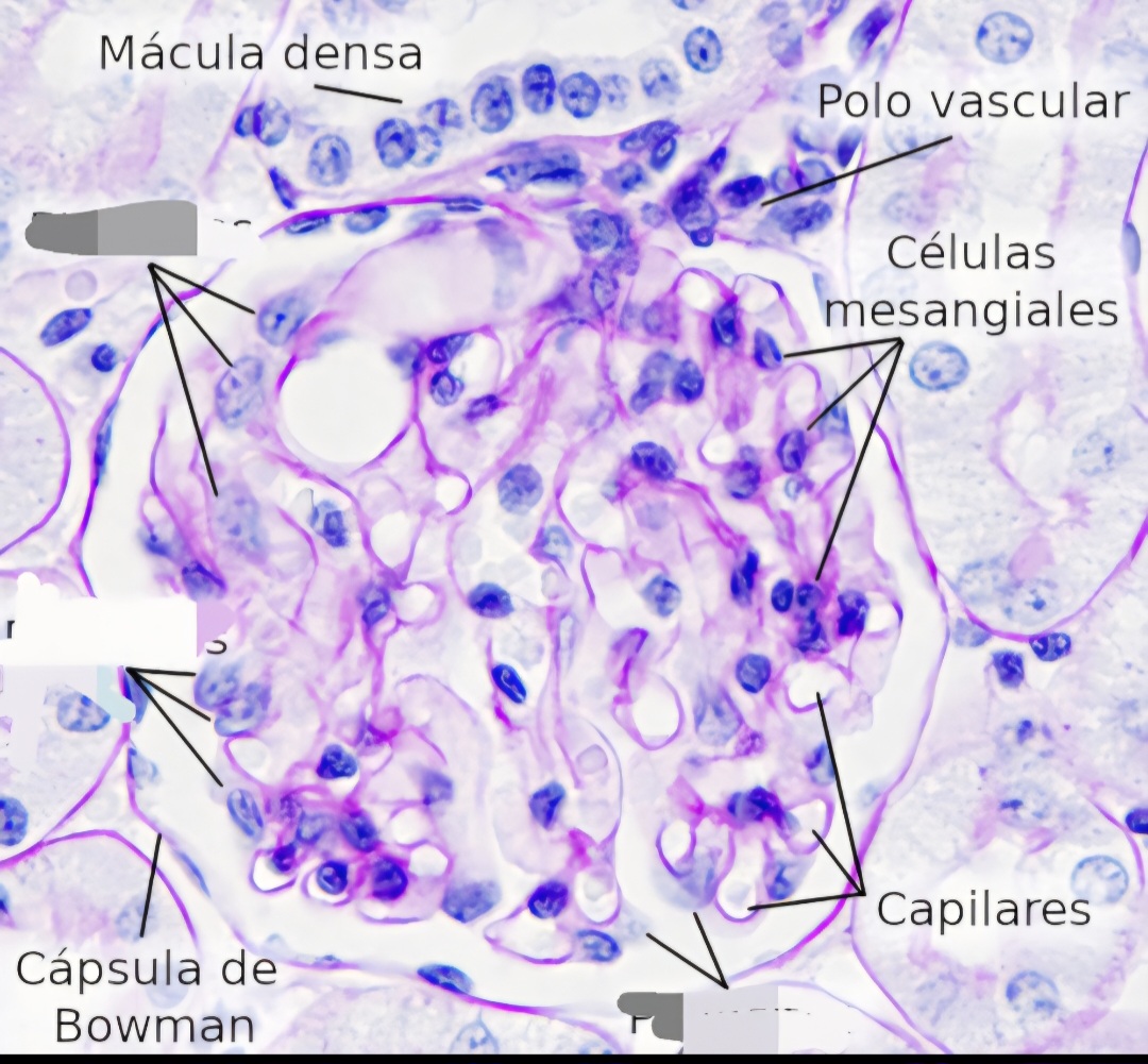 <p>Que tipo de celula es?</p>