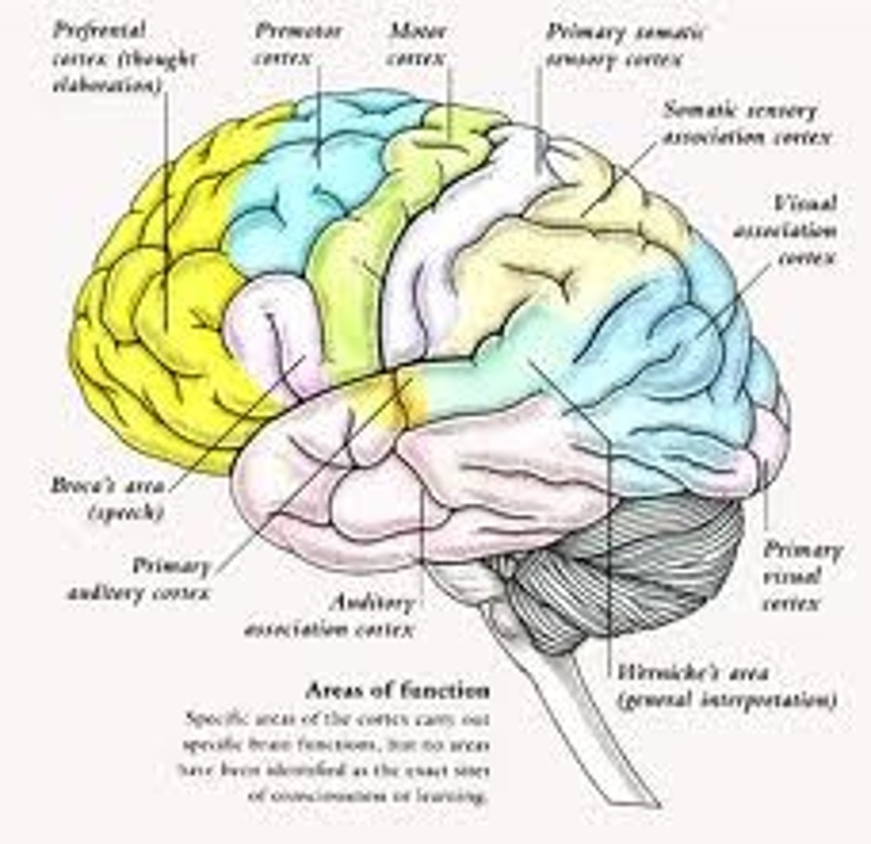 <p>areas of the cerebral cortex responsible for the coordination and interpretation of information, as well as higher mental processing</p>
