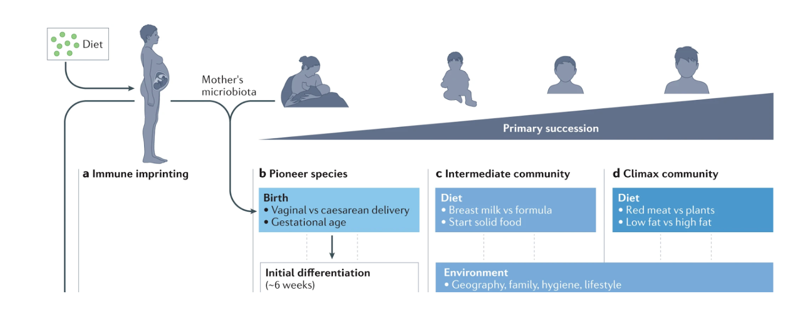 <ul><li><p>from our parents</p></li><li><p>microbiome is formed when we are born and is exposed to the outside world</p><ul><li><p>in the womb, it is a sterile environment</p></li></ul></li></ul><p></p>