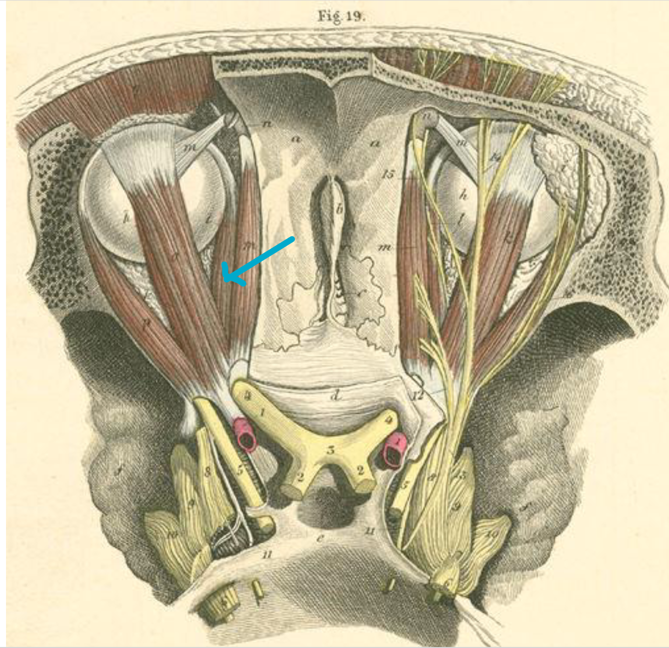 <p>What muscle?</p>