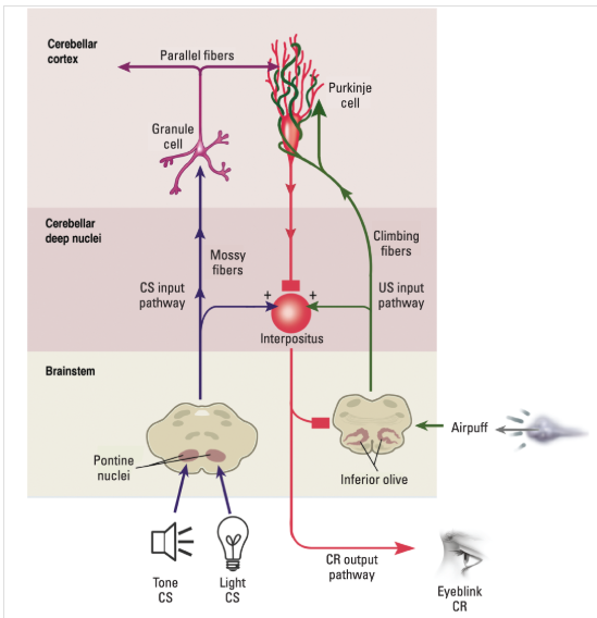 CS and US cerebellar circuits for motor-reflex conditioning in mammals