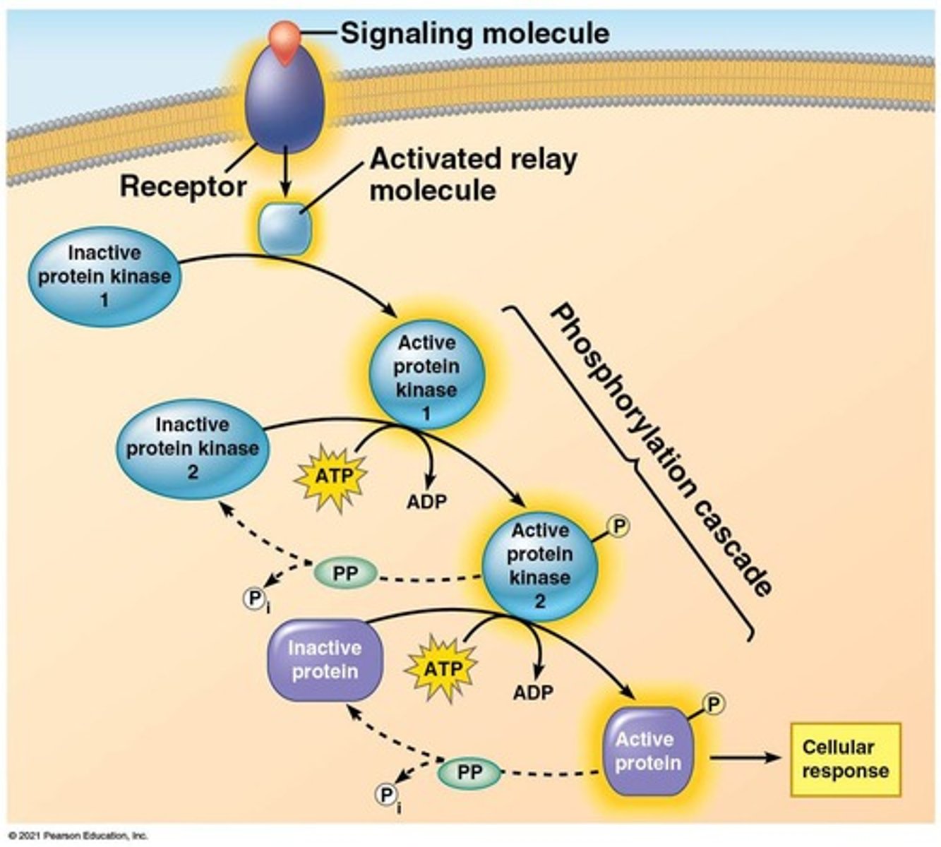 <p>A series of enzyme-catalyzed phosphorylation reactions (done by kinases) commonly used in signal transduction pathways to amplify and convey a signal inward from the plasma membrane.</p>