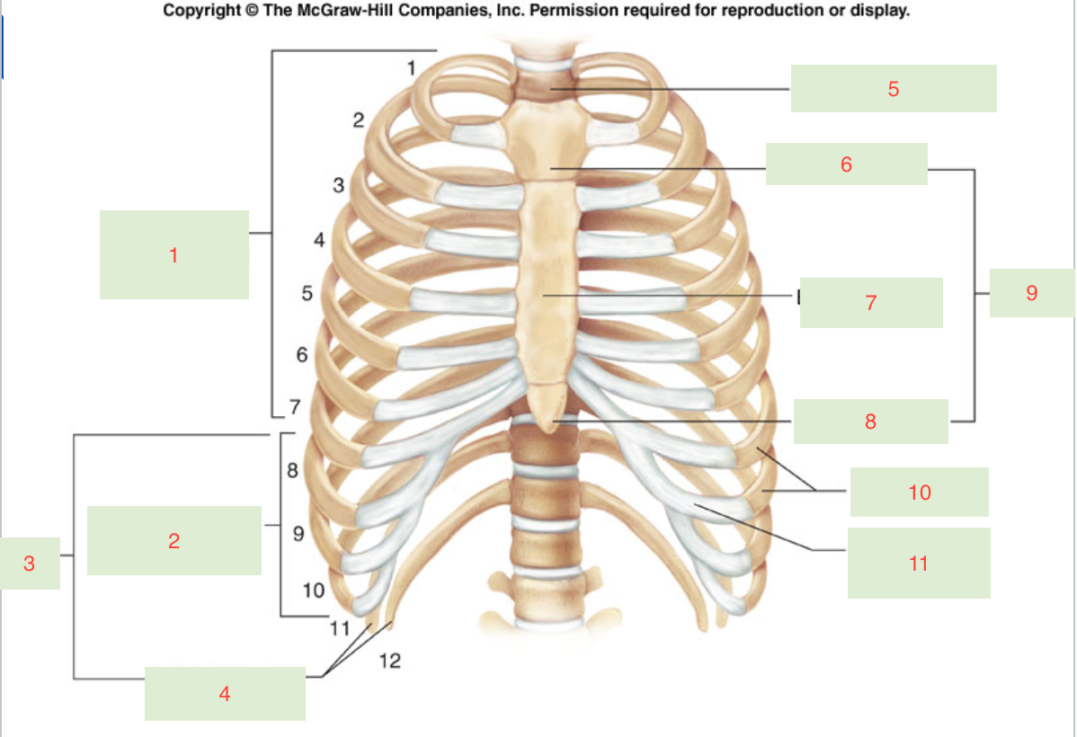 <p>Which ribs are fake?</p>