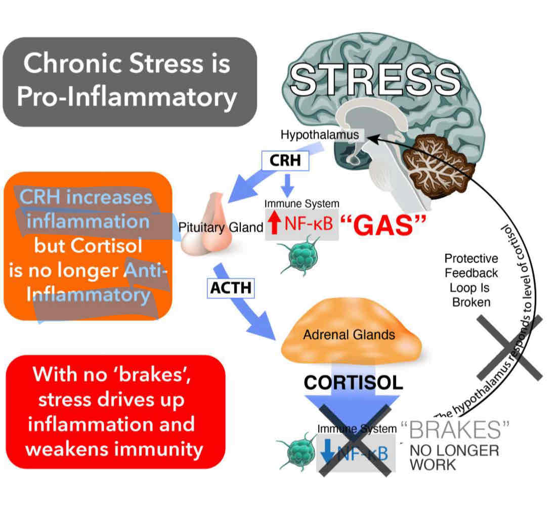 <p>The effects of chronic stress on the immune system ?</p>