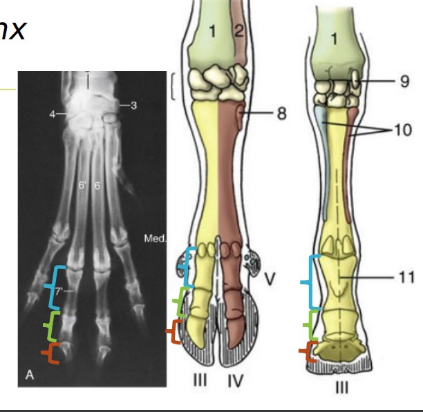 * singular is phalanx
* numbered proximal to distal
* ^^P1^^ = phalanx that articulates with metacarpal bone
* %%P2%% = middle phalanx
* ==P3== = Distal most phalanx