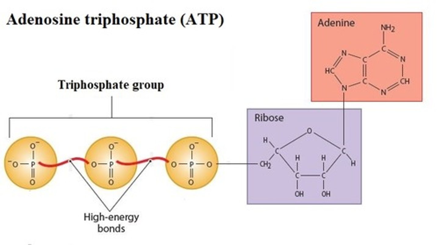 <p>High-energy compound (ATP it the most common)</p>
