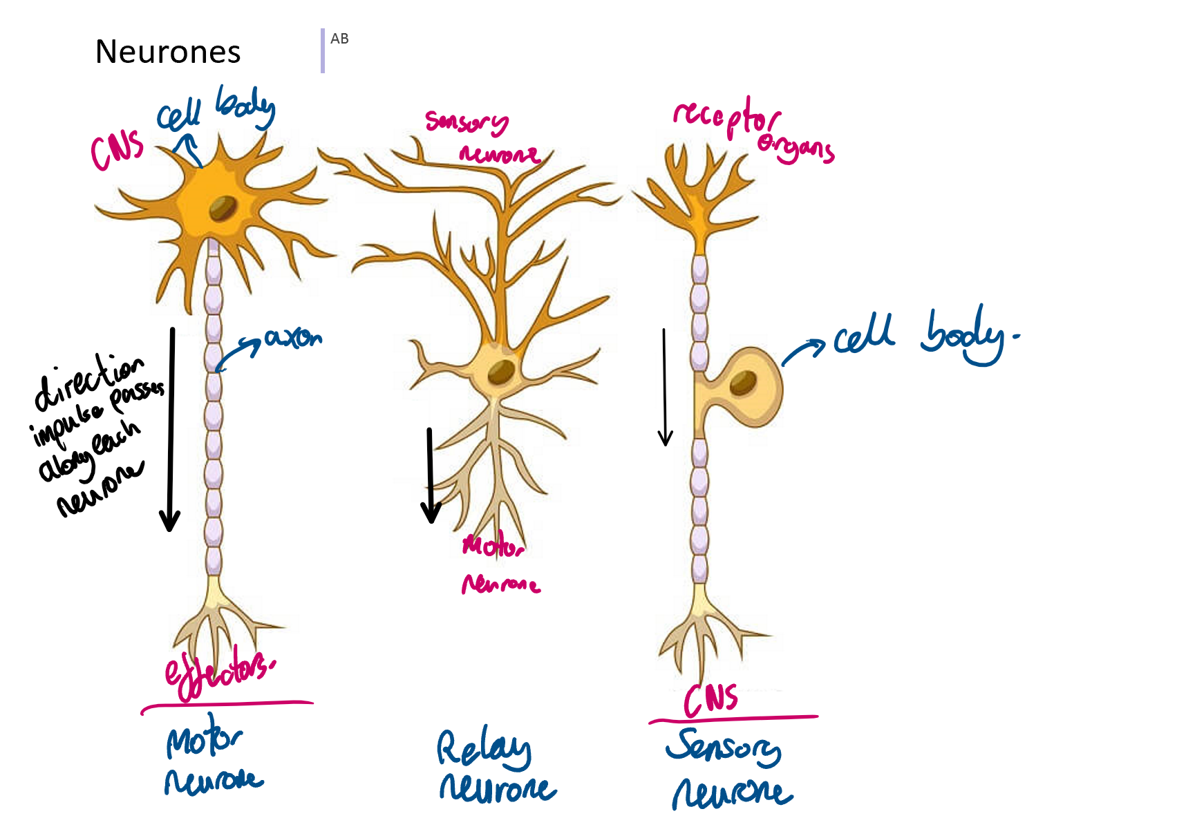 knowt flashcard image