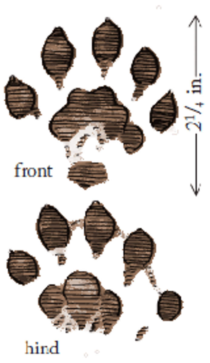 <p>2.5"x3" front, 3"x3.5" back foot</p>