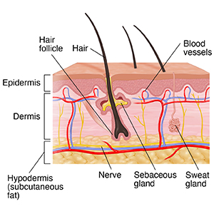 <p>outermost layer of the skin where vitamin D synthesis happens </p><ul><li><p>acts as the body’s first line of defense </p></li><li><p>it has 5 layers( stratum corneum, stratum lucidum, stratum granulosum, stratum spinosum, stratum basale→ Come lets get sun burnt)</p><p></p></li></ul><p></p>