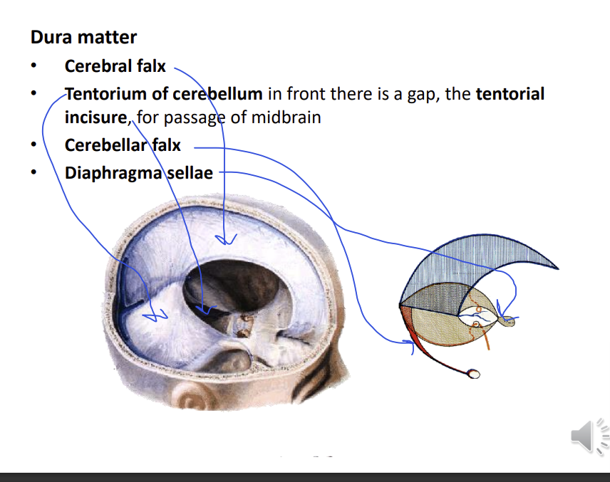 <p>cerebral falx - lies between the 2 cerebral hemispheres</p><p>tentorium of cerebellum - separates the cerebellum from the cerebral hemispheres - roof of the cerebellum</p><p>tentorial incisure - for passage of the midbrains</p><p>cerebellar falx </p><p>diaphragma sellae - in contact with the pituitary gland - on the sella turcica</p>