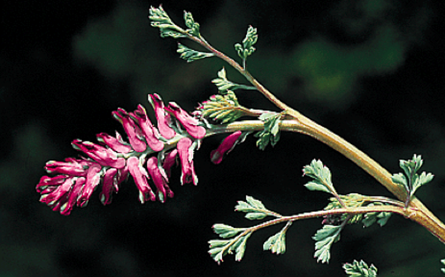 <p>common fumitory, earth smoke</p>