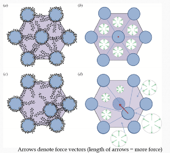 <p>The GAGs provide a repulsion force that maintains spacing between fibrils.</p>