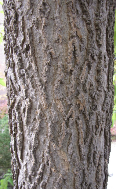 <p>hackberry </p>