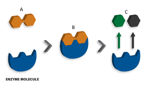 <p>Enzymes belong to which class of biological macromolecules?</p>