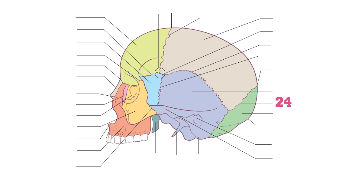 <p>24</p>