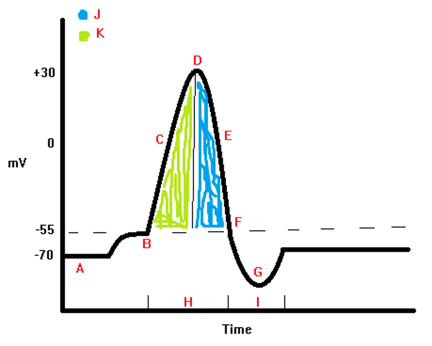 <p>-nerve CANNOT BE STIMULATED due to Na+ FLOWING IN no matter how great the stimulus</p><p>-occurs during DEPOLARIZATION AND MOST OF REPOLARIZATION</p>