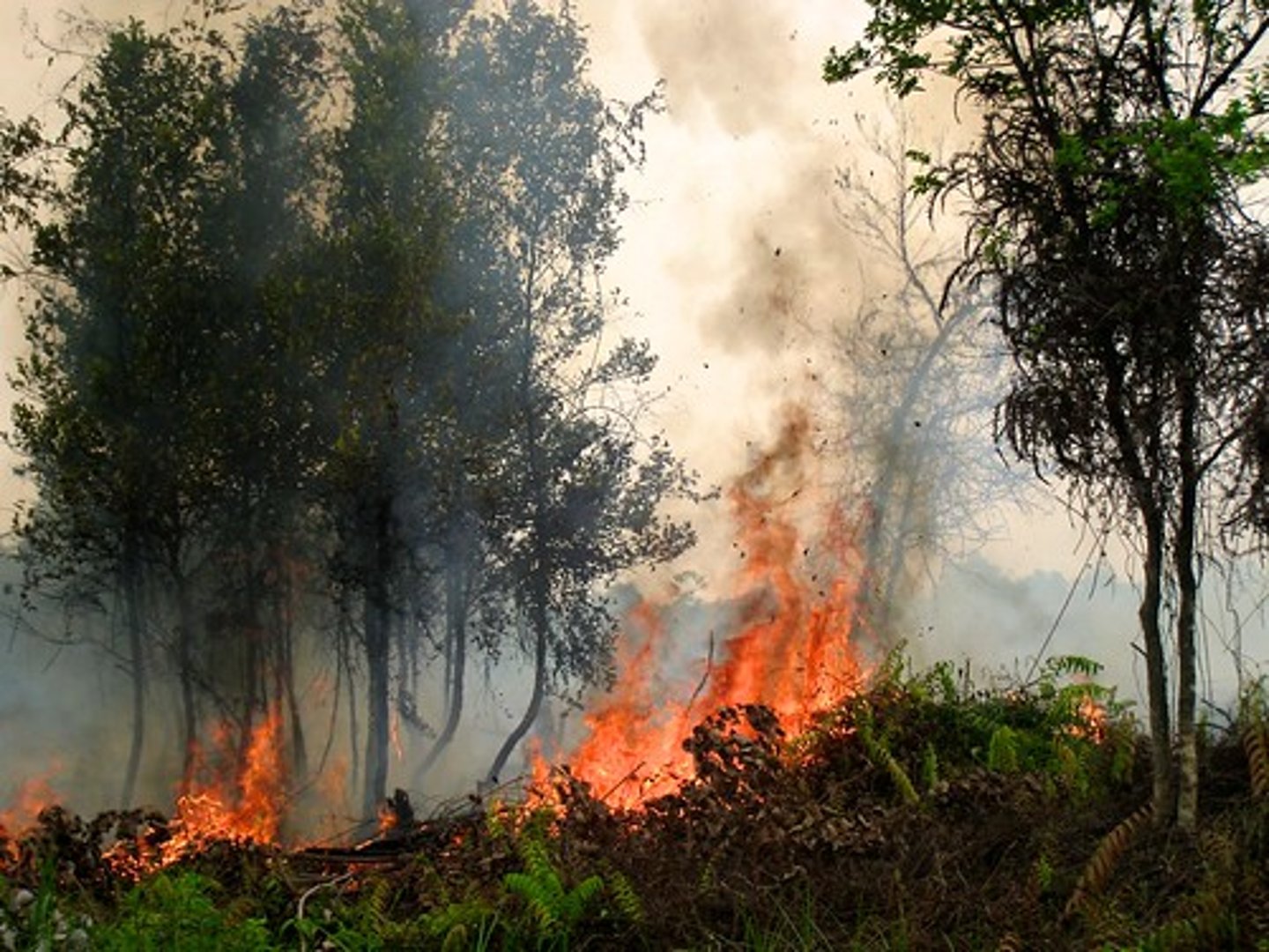 <p>Allows timber companies to cut down medium/large sized trees in national forest in return for clearing away smaller, more fire-prone trees and underbrush. The companies are not requires to conduct prescribed burns after completing the thinning process. This law actually increases the chance of severe forest fires.</p><p>Suffessful? No</p>