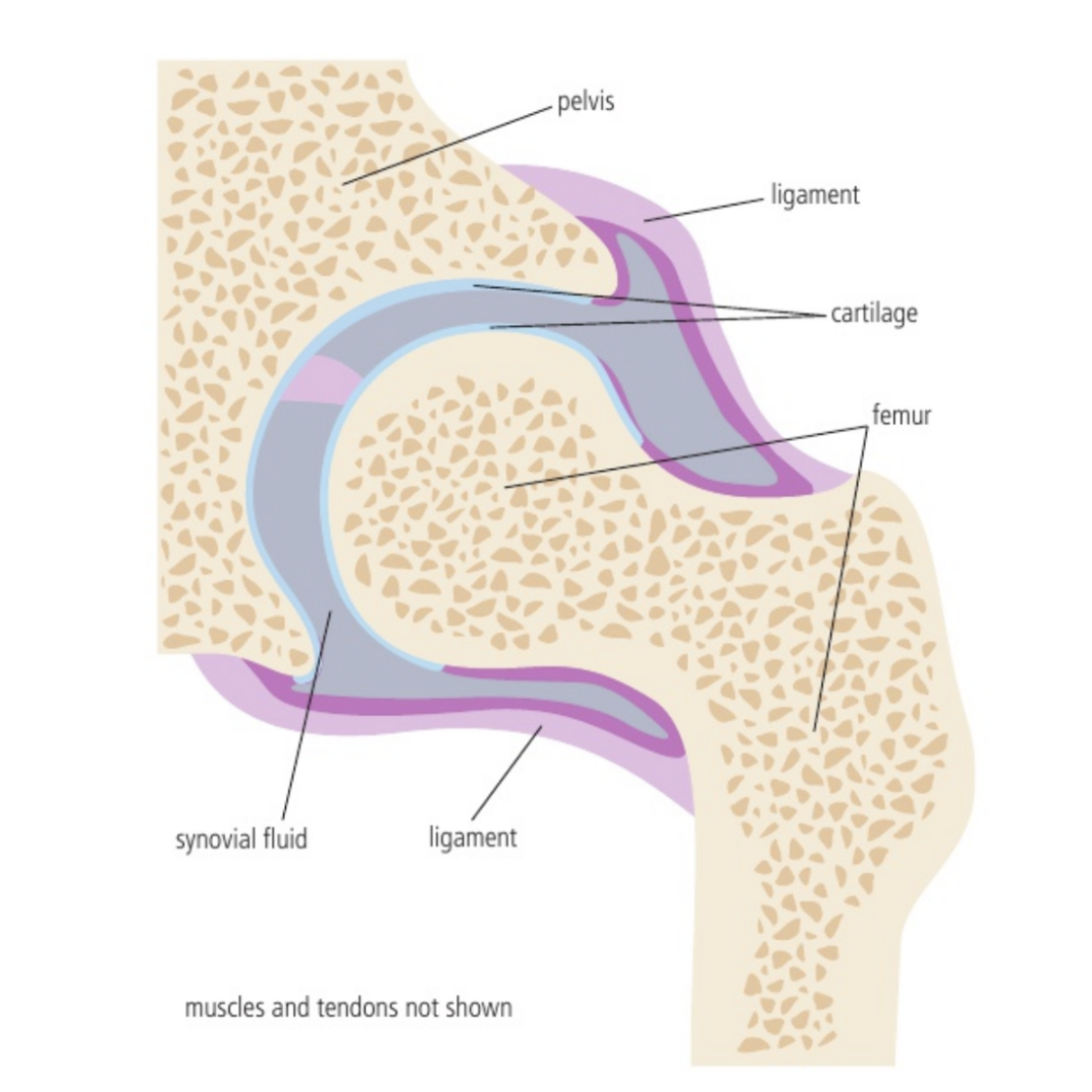 <p>Bones forming the ball-and-socket joint of the hip</p>
