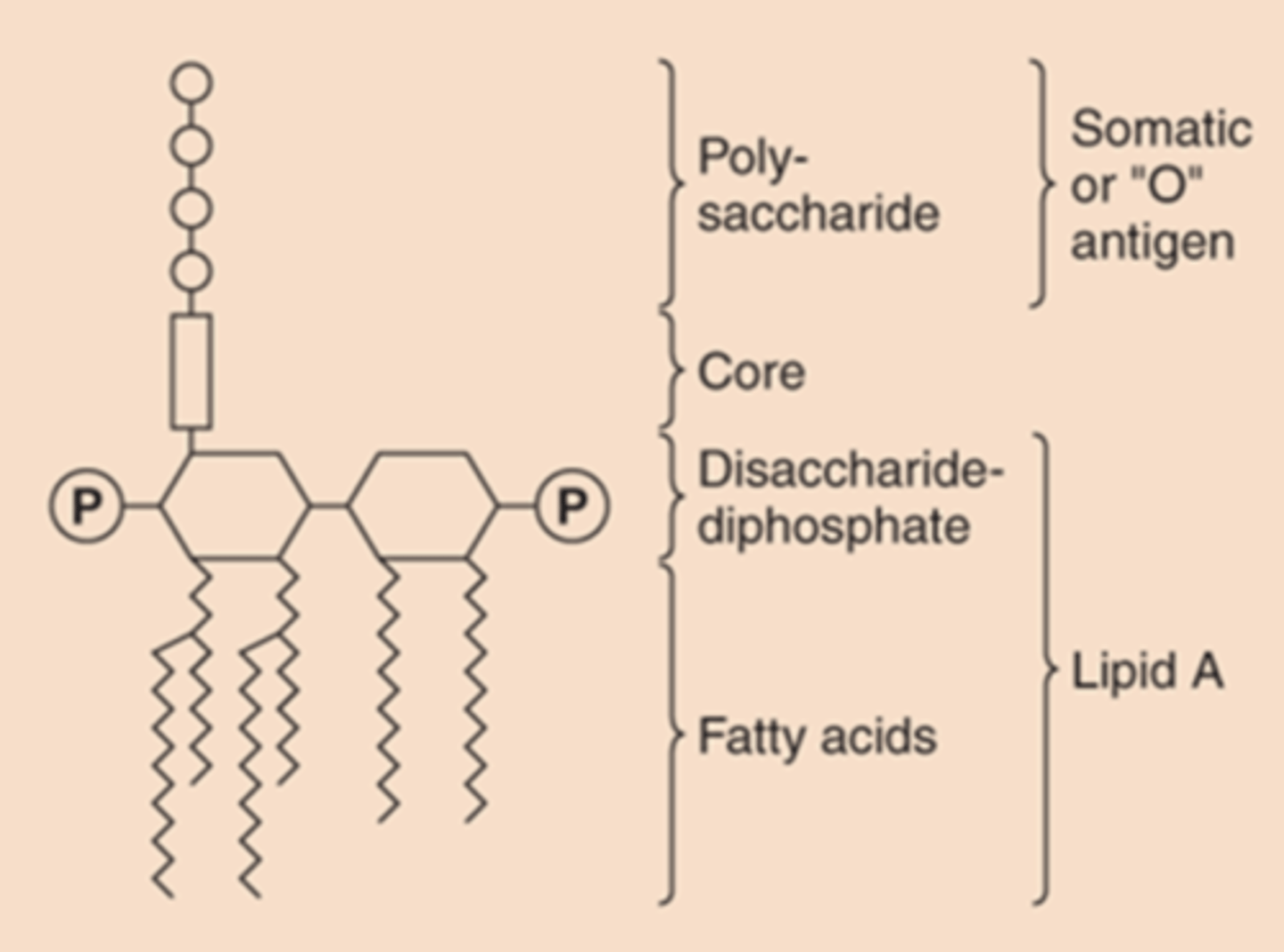 <p>1. lipid A: phospholipid that causes toxicity</p><p>2. core polysaccharide linked to lipid A </p><p>3. O antigen: outer polysaccharide</p>