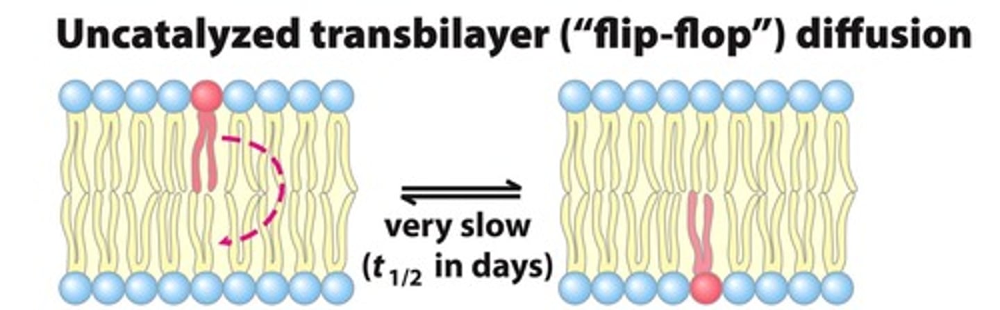 <p>phospholipids in a membrane can flip over but this takes a while and is less likely to occur because polar head must go through non polar region in order to flip</p>