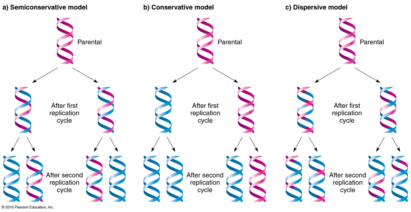 <p><u>Conservative</u>: replication of both strands, but parental strands would come tgt and daughter strands come tgt </p><p><u>Semi-conservative</u>: new daughter strand stays attached to parental strand (2 new strands formed from 1 daughter + 1 parent strand)</p><p><u>Dispersive</u>: DNA is broken up → replication → reanneal back tgt</p>