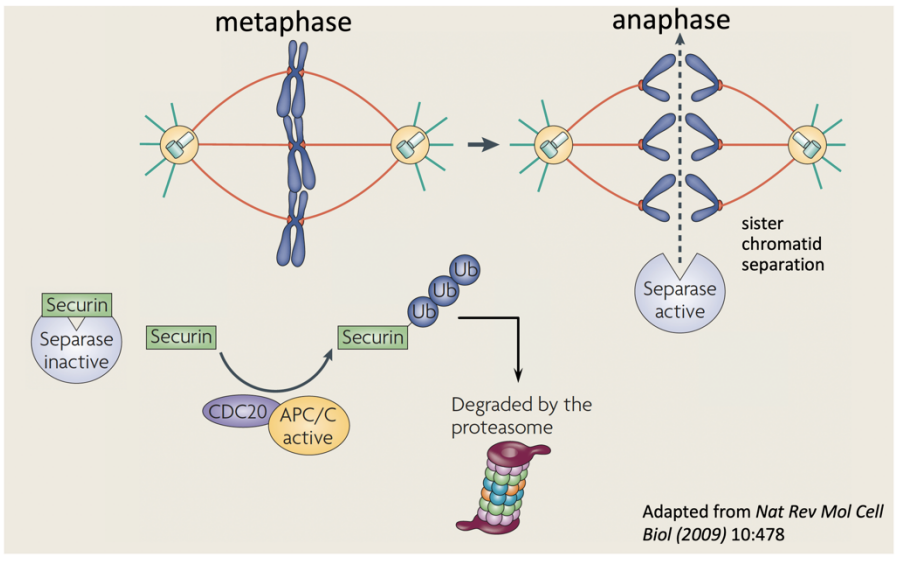 <ol><li><p>securin is destroed by the complex</p></li><li><p>releases ‘separase’</p></li><li><p>separase destroyed cohesion between sister chromatids initiating anaphase</p></li></ol><p></p>