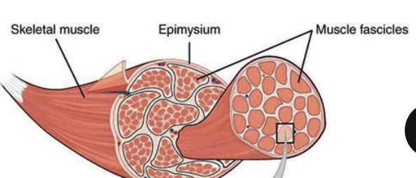 <p><strong>Epimysium</strong></p>