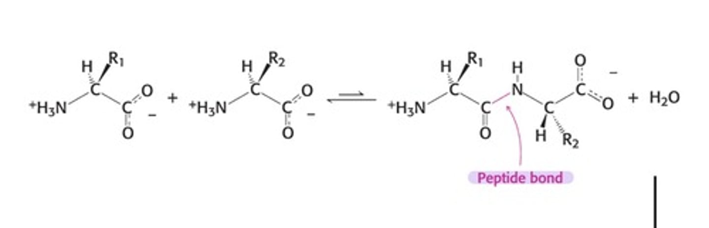 <p>- get rid of O and two hydrogens from N</p>