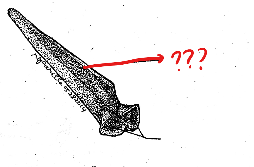 <p>part of the typical vertebrae of the vertebral column; a projection arising from the mid-dorsal portion of the neural arch</p>