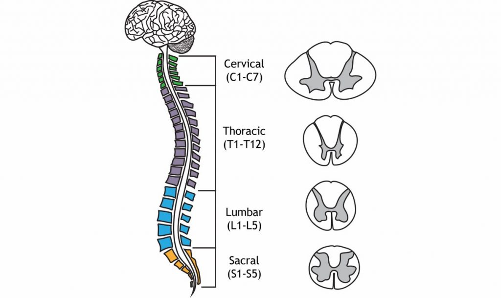<ol><li><p>cervical</p></li><li><p>thoracic</p></li><li><p>lumbar</p></li><li><p>sacral</p></li></ol><p></p>