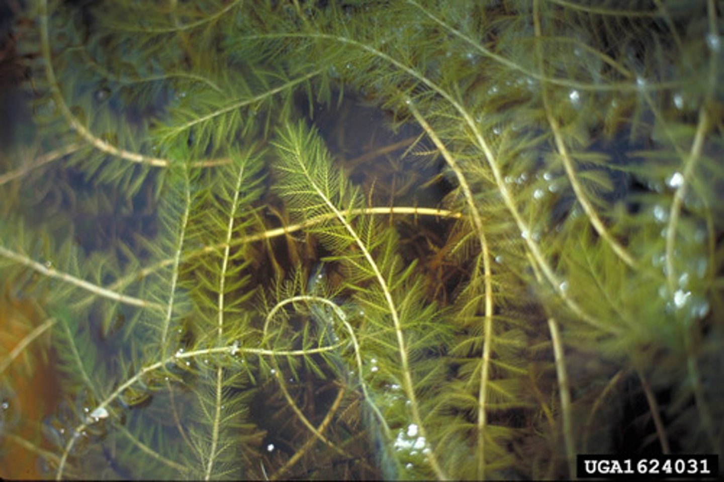 <p>Myriophyllum</p>