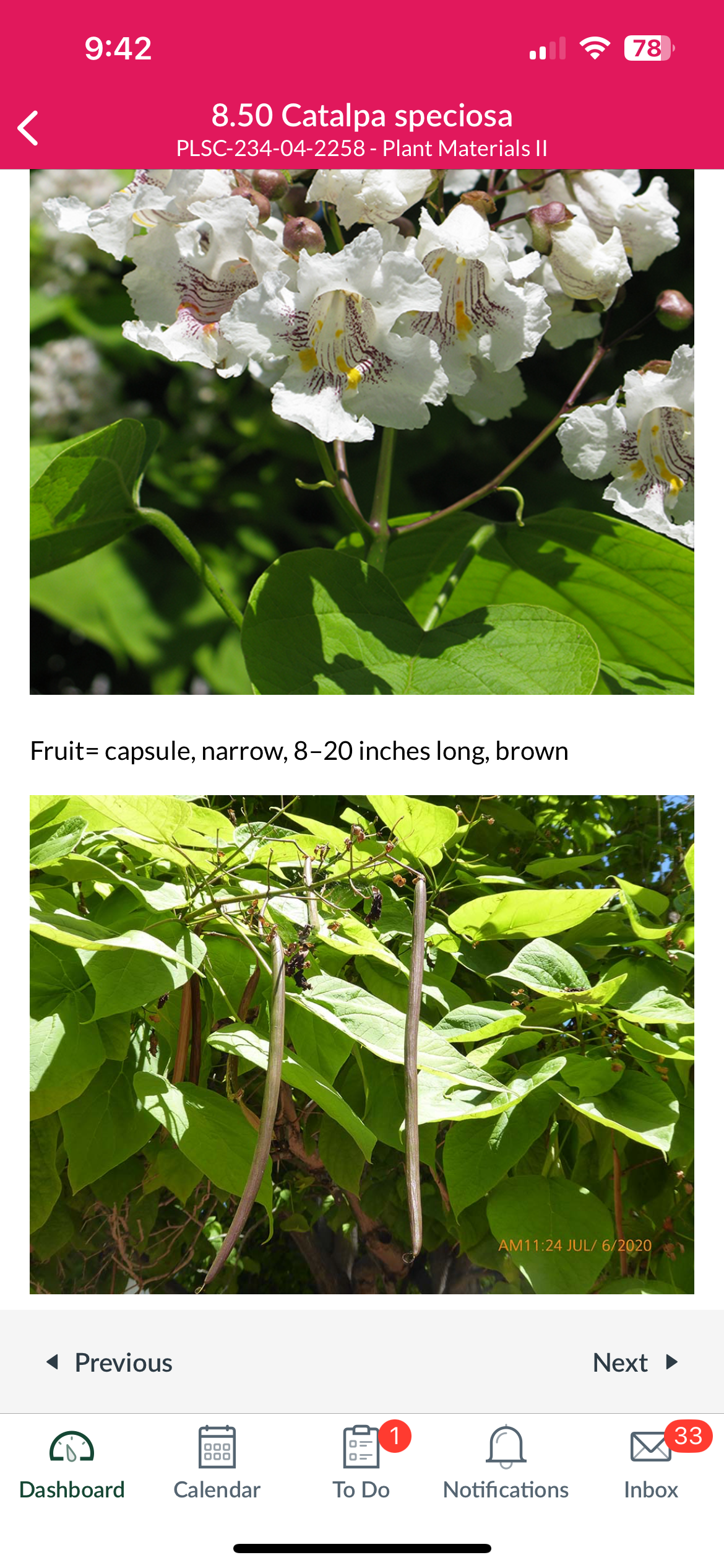 <p>Catalpa speciosa </p>