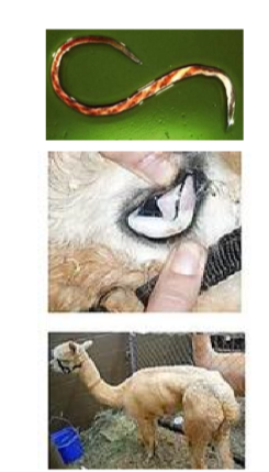 <ul><li><p>alpacas susceptible to Haemonchus contortus (barberpole worms) FAMACHA scoring </p></li><li><p>this is a common isolate in USA from fecal examination in alpacas. </p></li></ul>