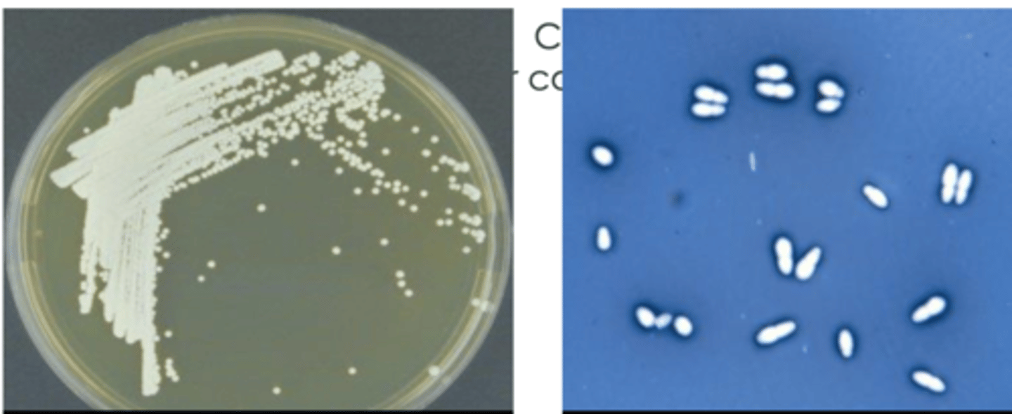 <p>what species?</p>